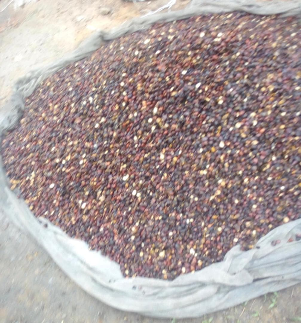 Palm Kernel Nuts